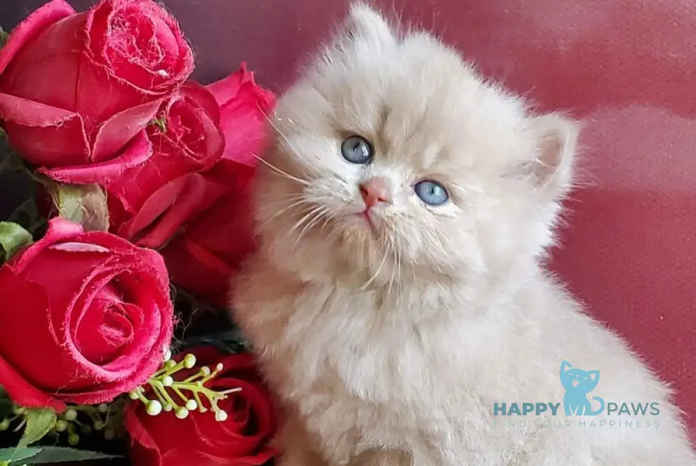 Keks British Longhair male fawn live animals