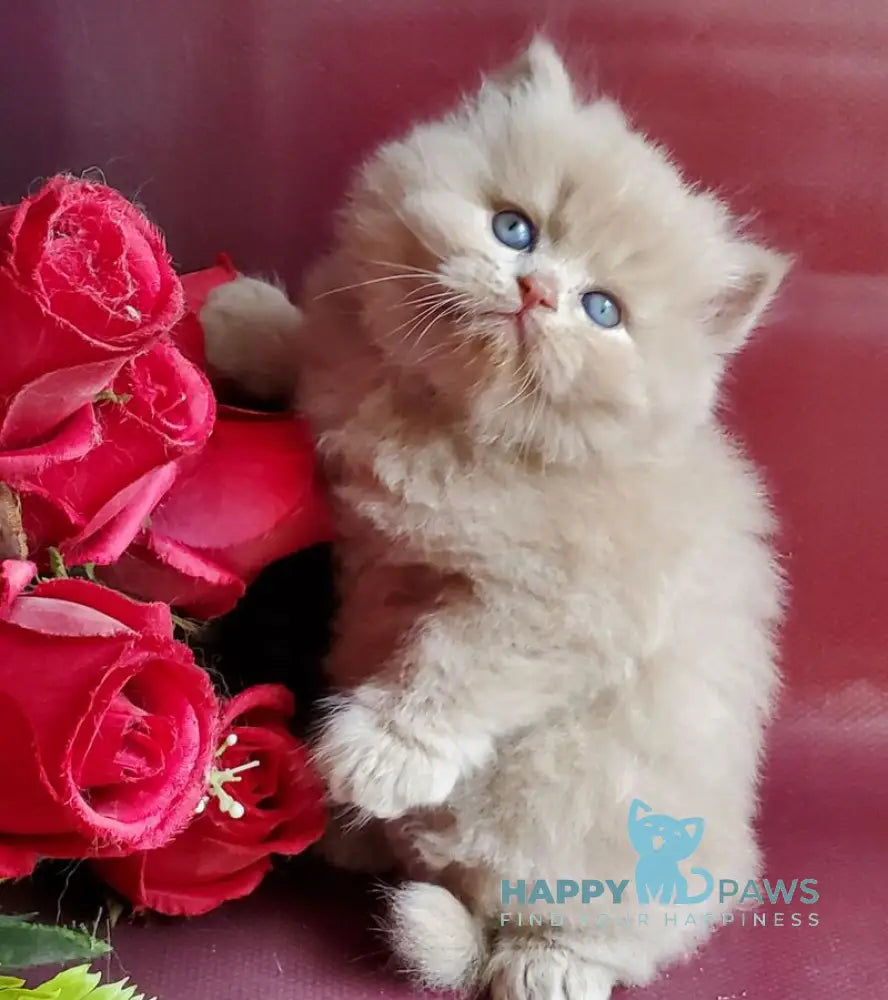 Keks British Longhair male fawn live animals