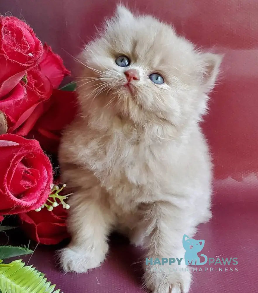 Keks British Longhair male fawn live animals