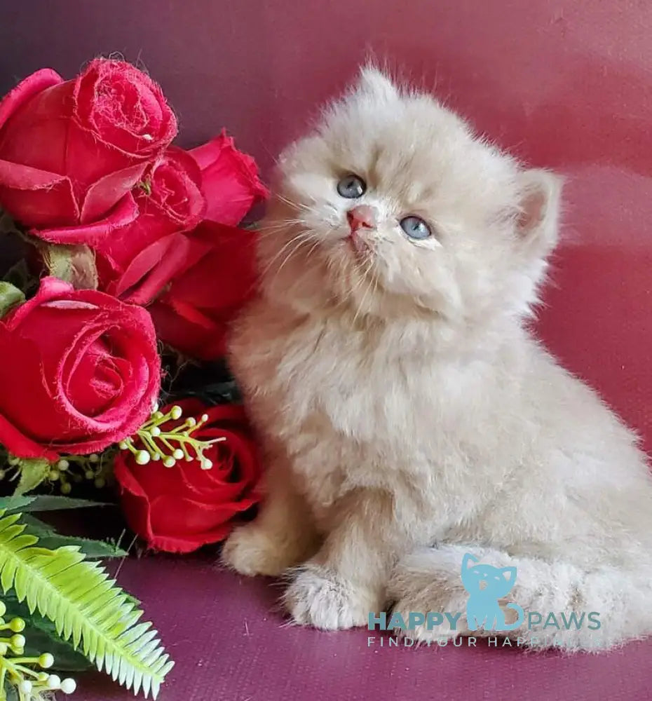 Keks British Longhair male fawn live animals