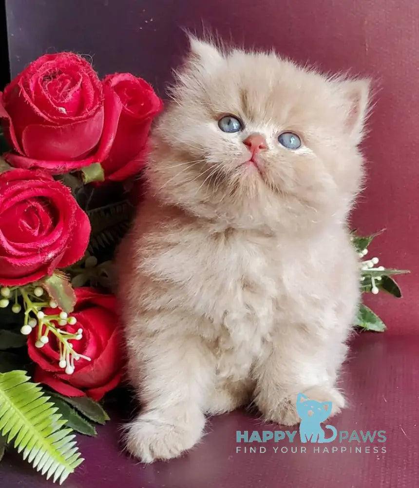 Keks British Longhair male fawn live animals