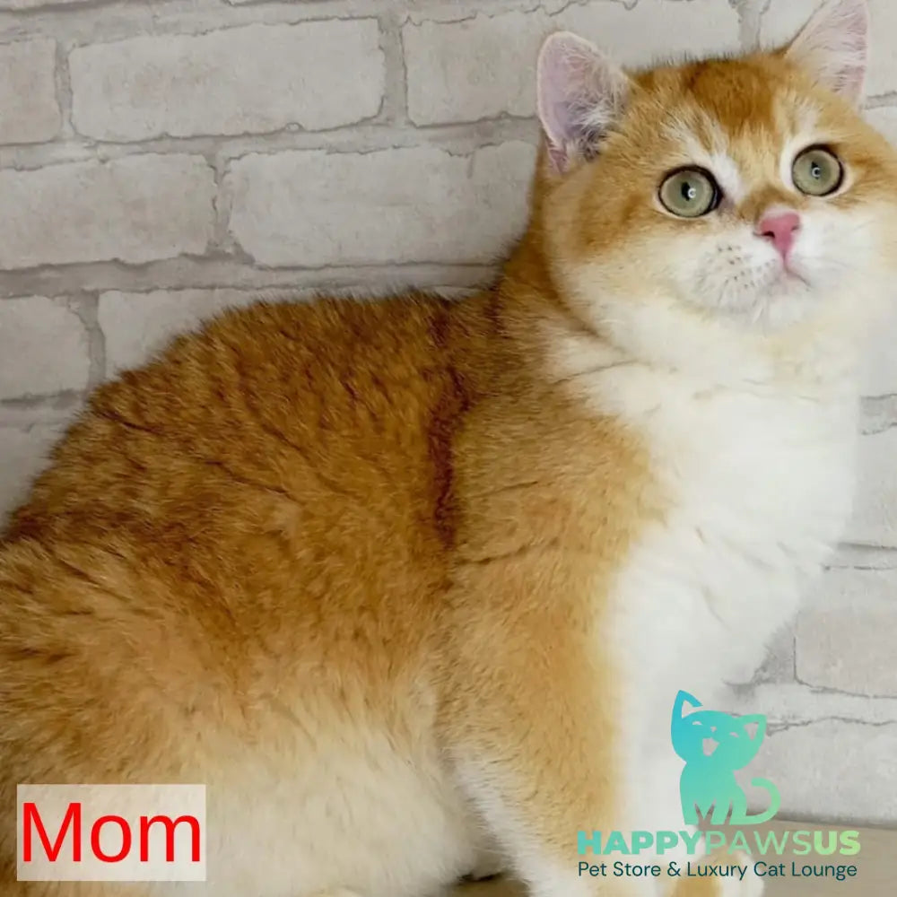 Keks British Shorthair male black golden chinchilla - live animals