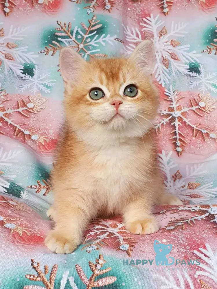 Keks British Shorthair male black golden chinchilla live animals