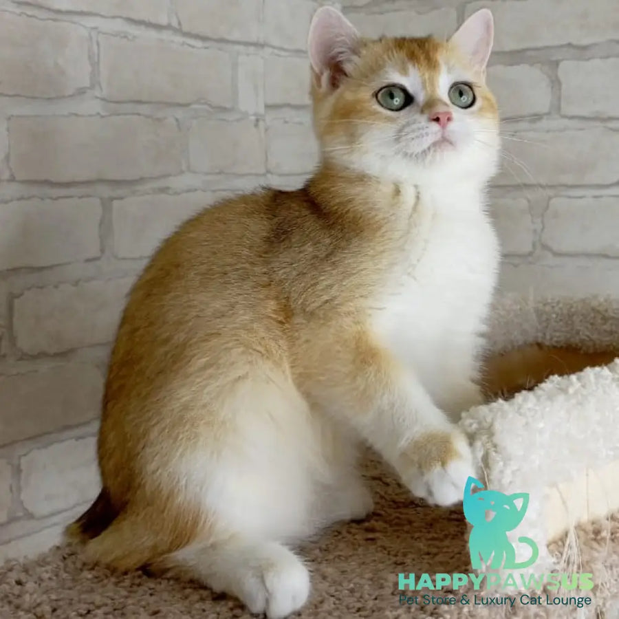 Keks British Shorthair male black golden chinchilla - live animals