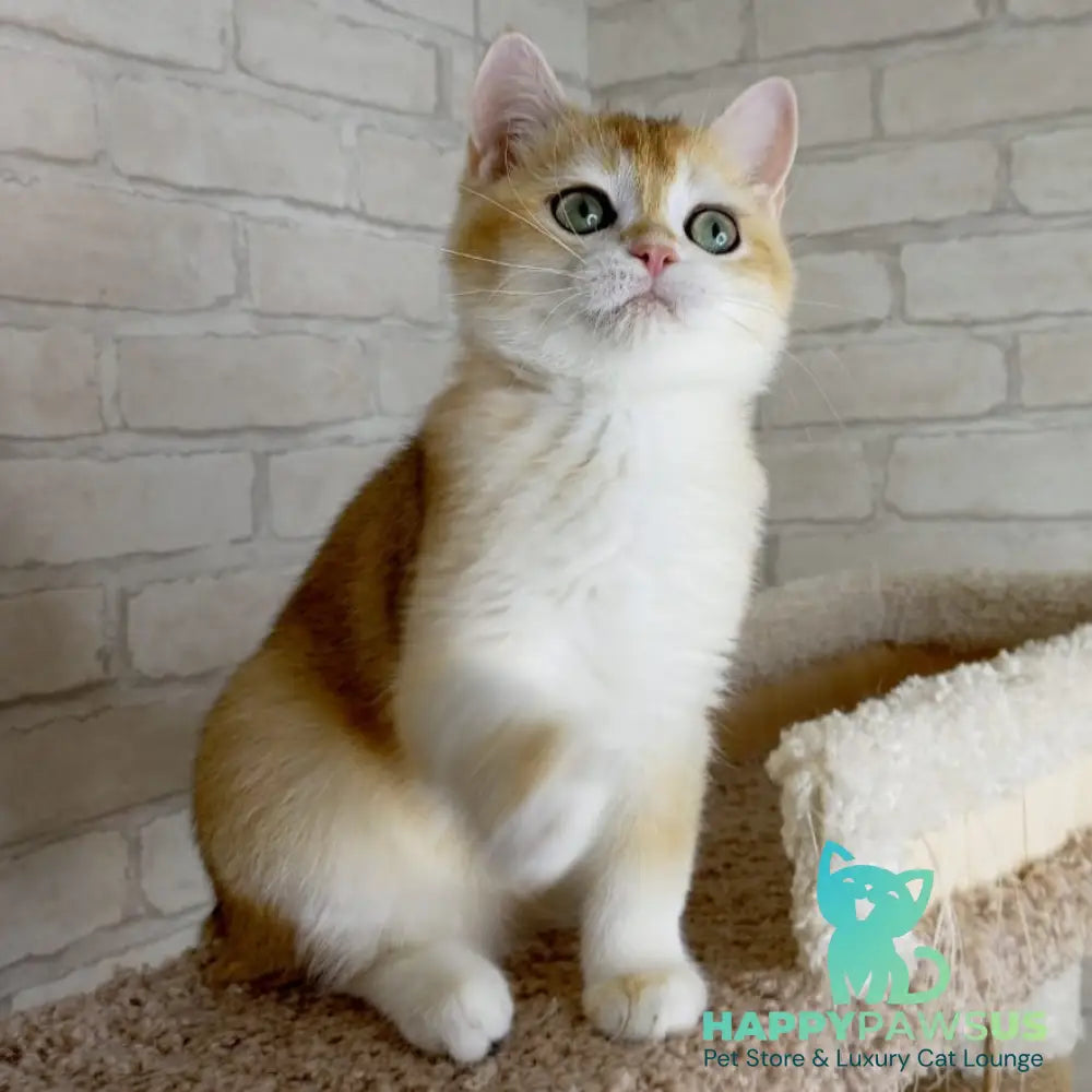 Keks British Shorthair male black golden chinchilla - live animals