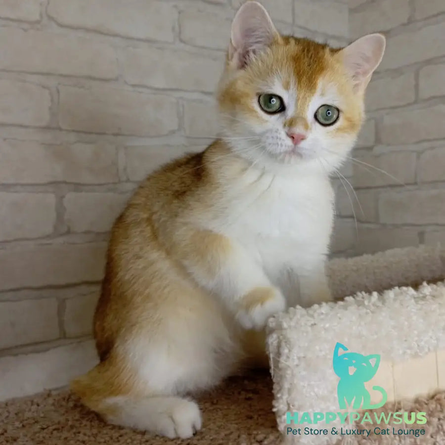 Keks British Shorthair male black golden chinchilla - live animals