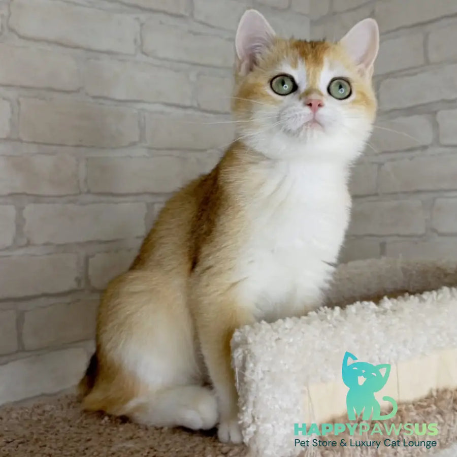 Keks British Shorthair male black golden chinchilla - live animals
