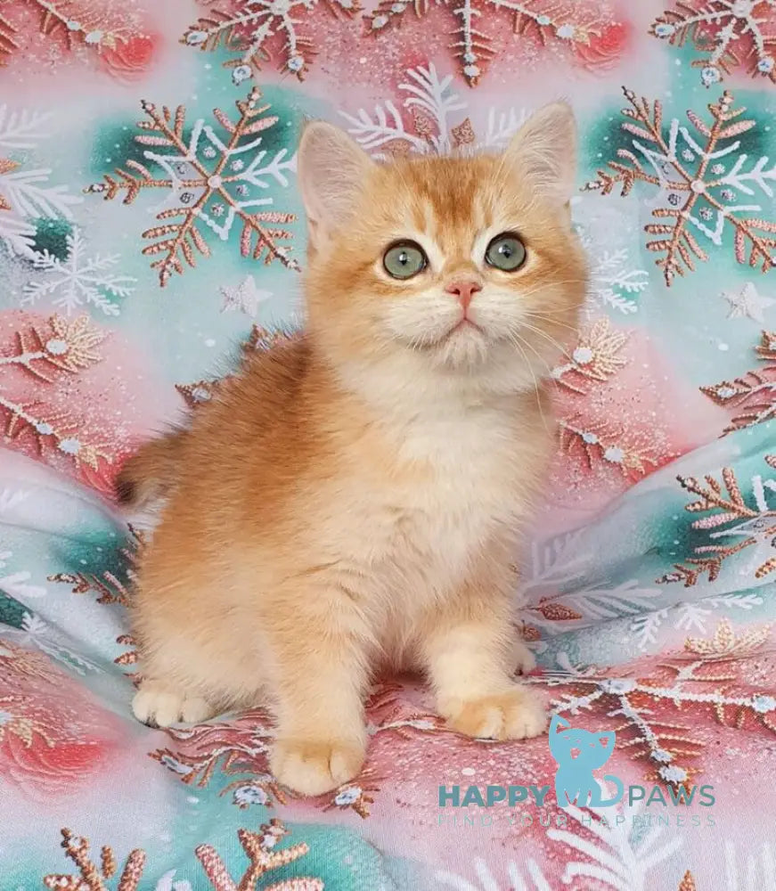 Keks British Shorthair male black golden chinchilla live animals