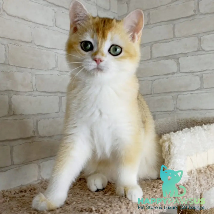 Keks British Shorthair male black golden chinchilla - live animals