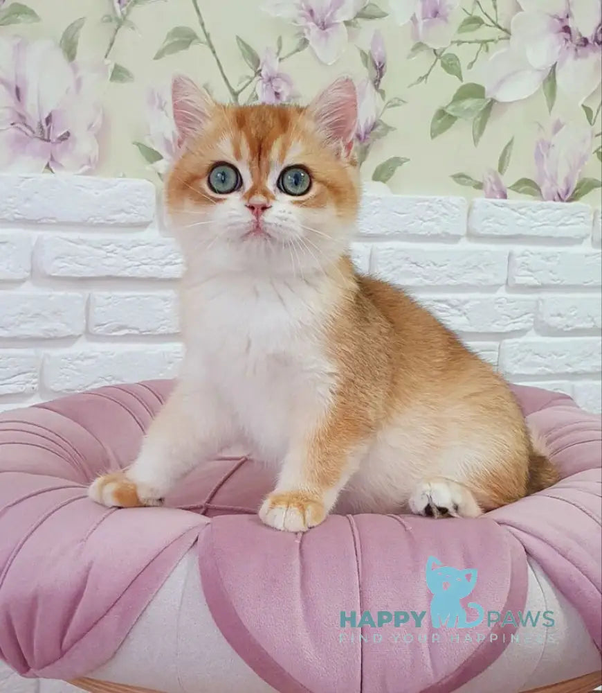 Keks British Shorthair male black golden chinchilla live animals