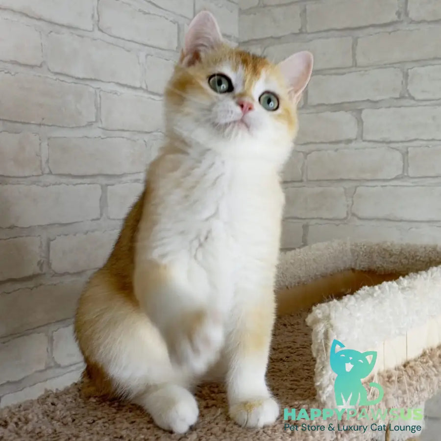 Keks British Shorthair male black golden chinchilla - live animals