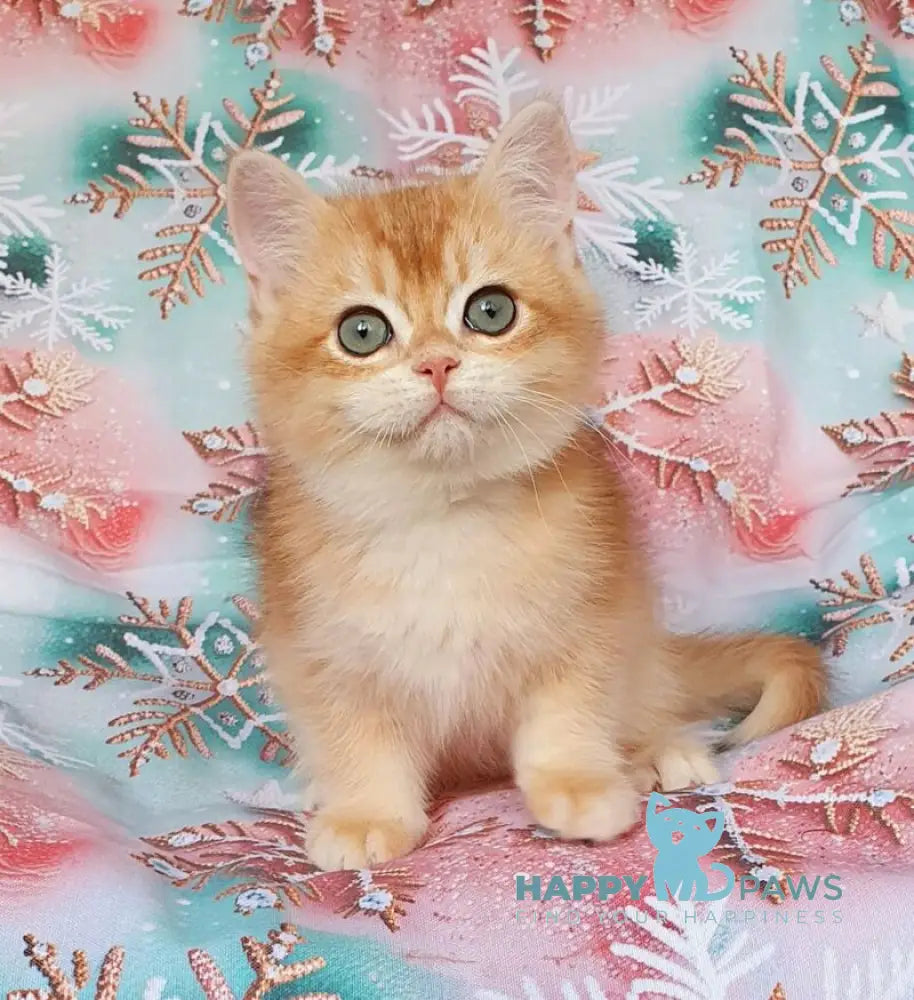 Keks British Shorthair male black golden chinchilla live animals