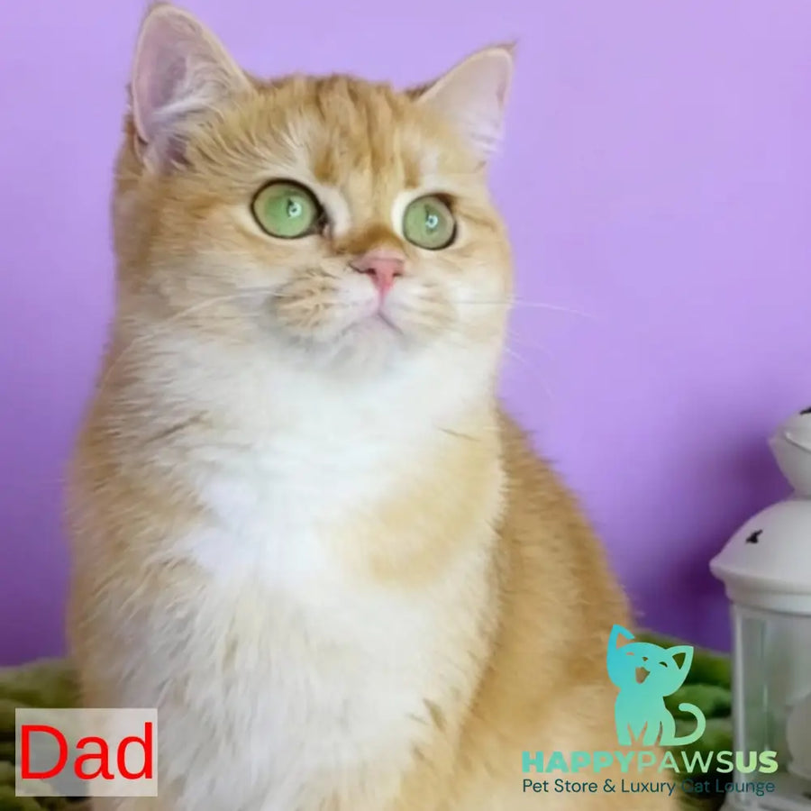 Keks British Shorthair male black golden chinchilla - live animals