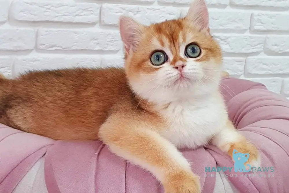 Keks British Shorthair male black golden chinchilla live animals