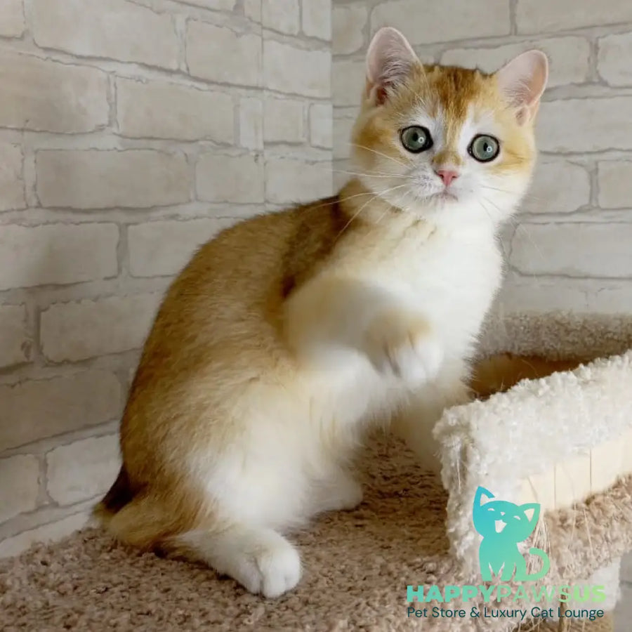 Keks British Shorthair male black golden chinchilla - live animals
