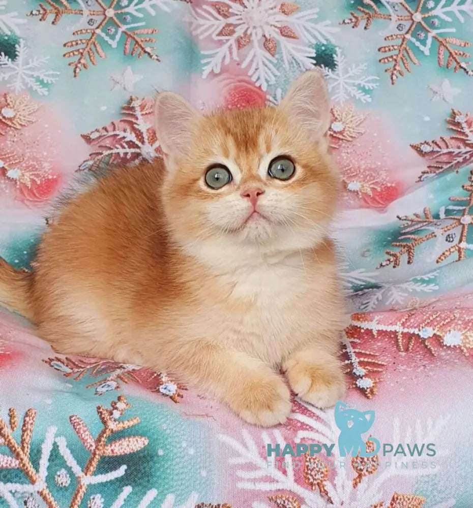 Keks British Shorthair male black golden chinchilla live animals