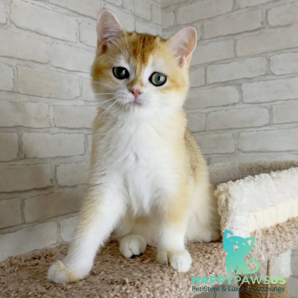 Keks British Shorthair male black golden chinchilla - live animals