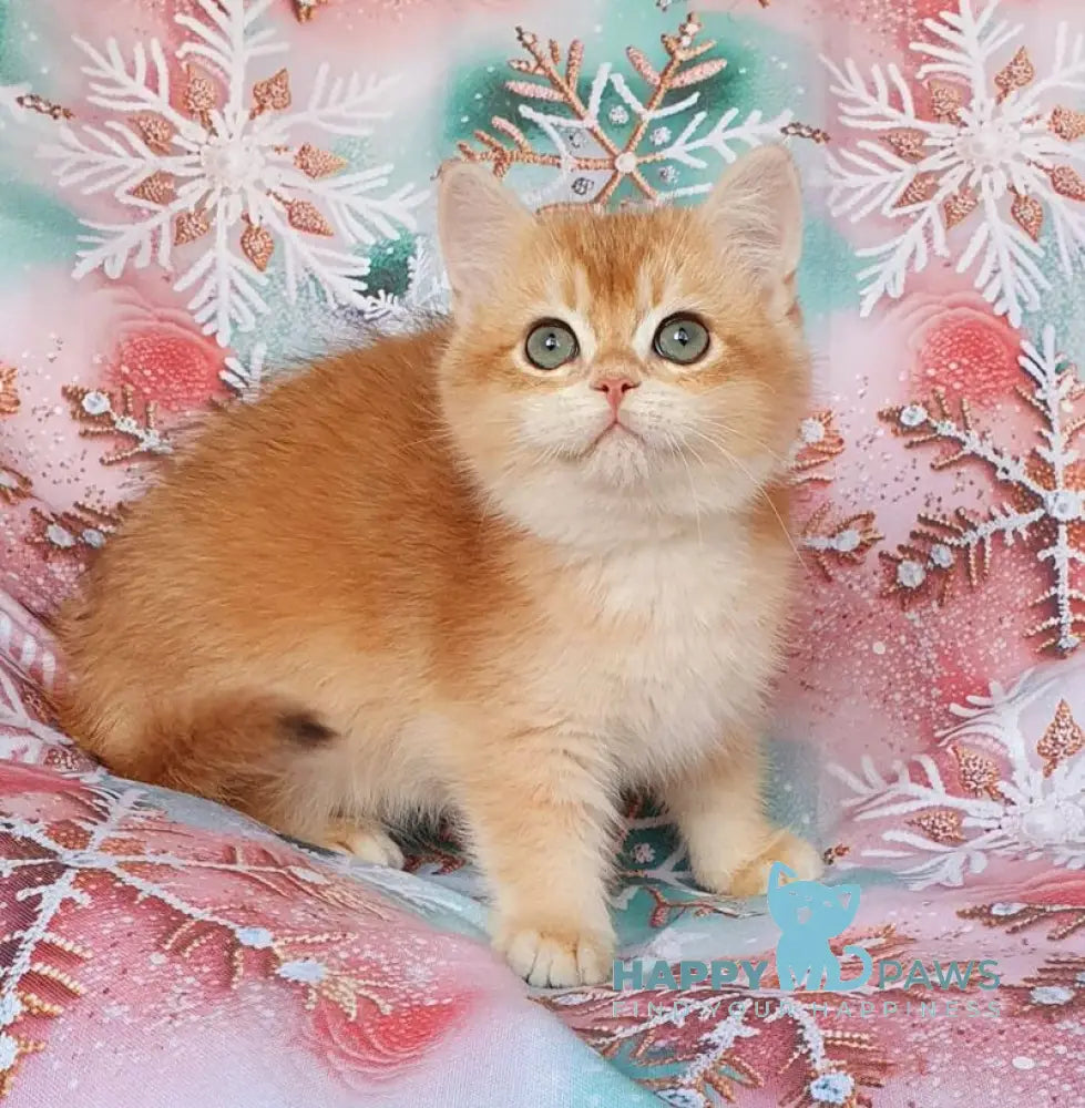 Keks British Shorthair male black golden chinchilla live animals