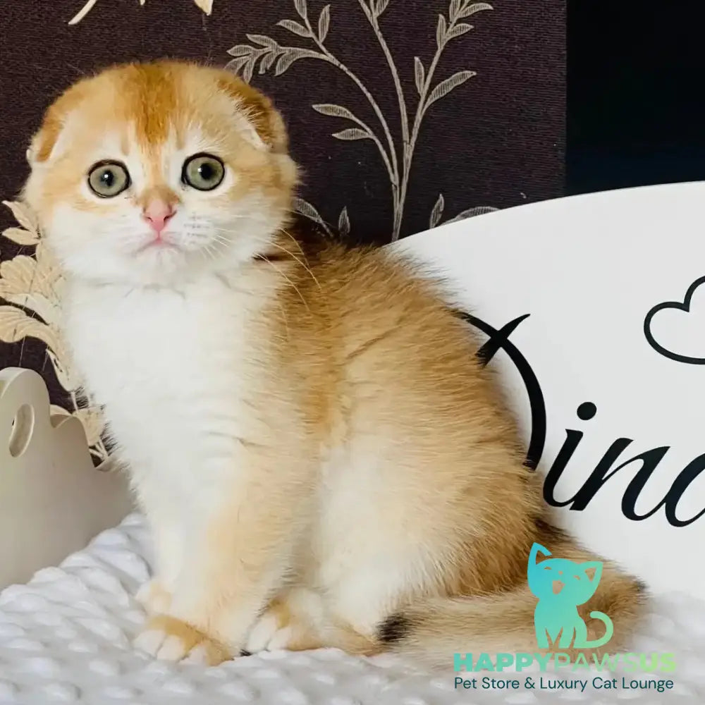 Keksik Scottish Fold male black golden chinchilla - live animals