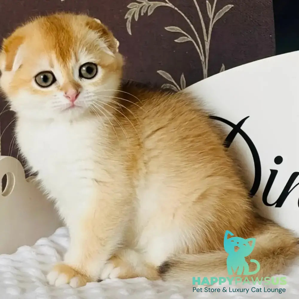 Keksik Scottish Fold male black golden chinchilla - live animals