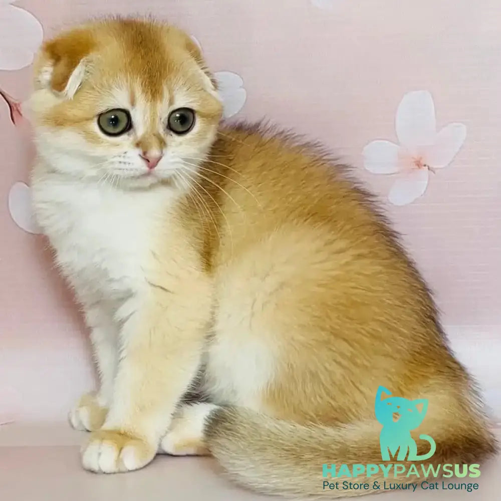 Keksik Scottish Fold male black golden chinchilla - live animals