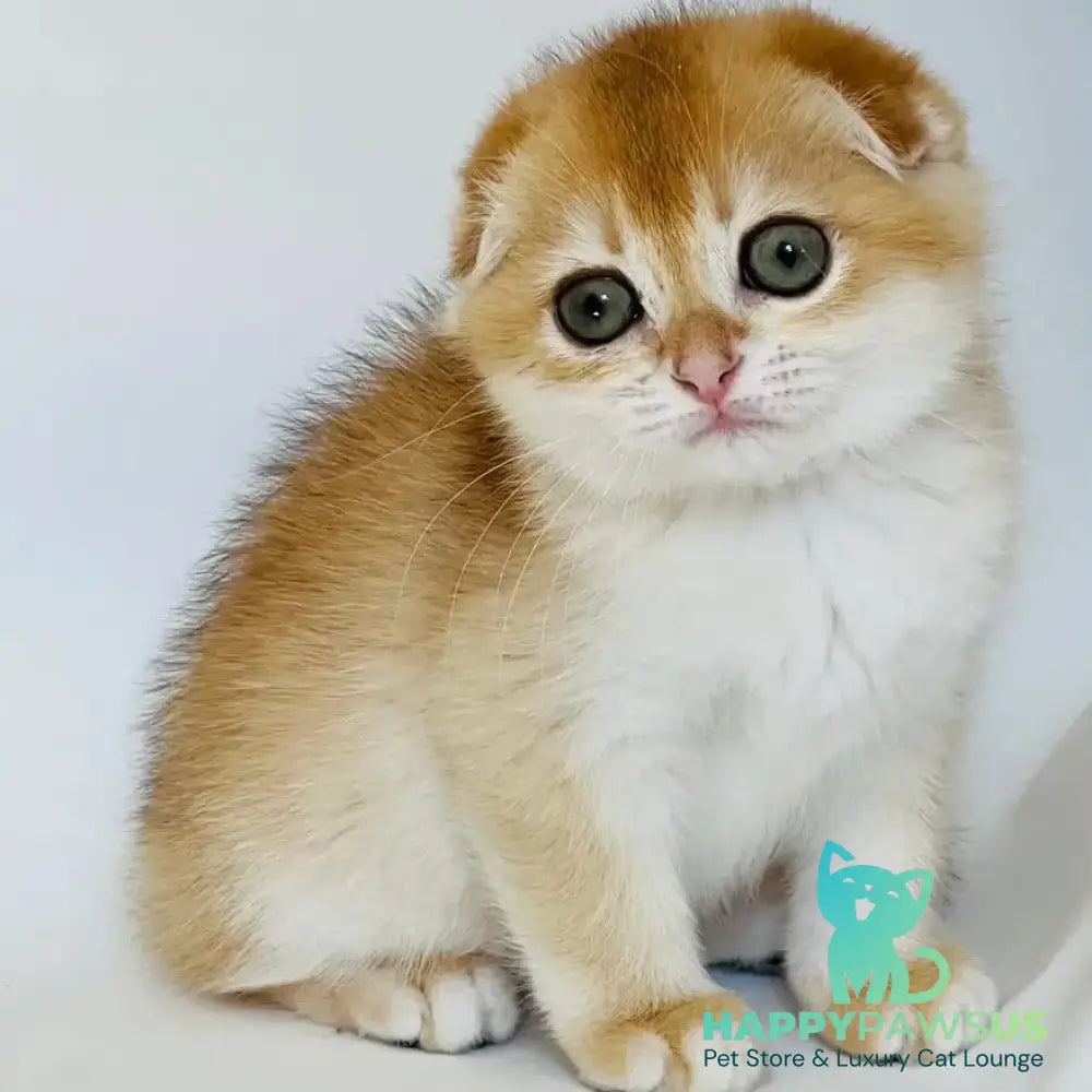 Keksik Scottish Fold male black golden chinchilla - live animals