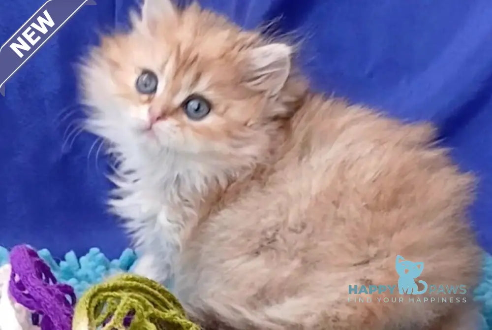 Kelly British Longhair female black golden shaded - live animals
