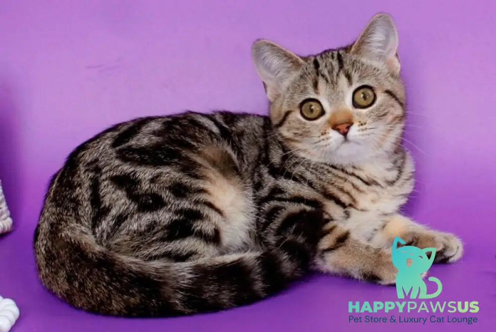 Kelly British Shorthair female black silver tabby - live animals