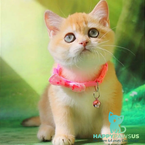 Kelly British Shorthair female chocolate golden chinchilla - live animals