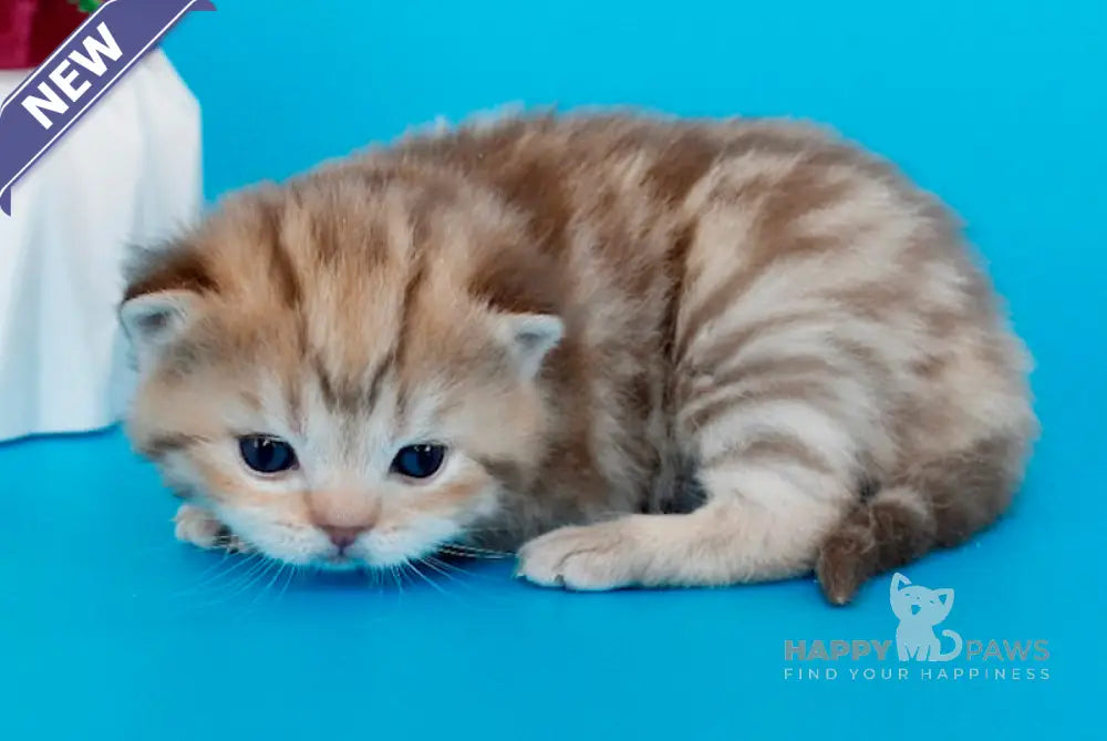Kelly British Shorthair female chocolate tabby live animals