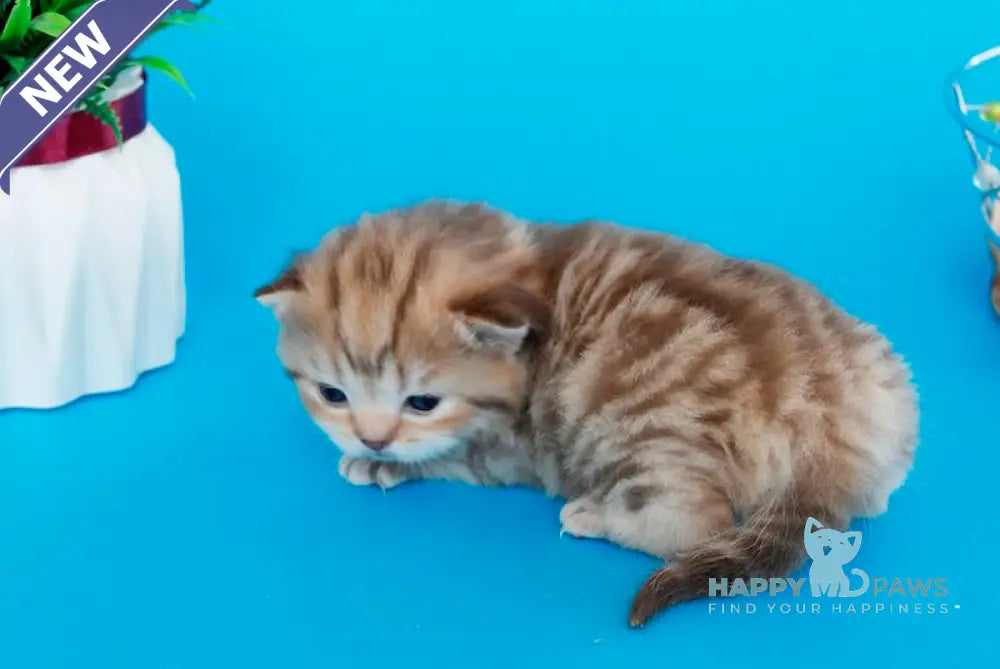 Kelly British Shorthair female chocolate tabby live animals