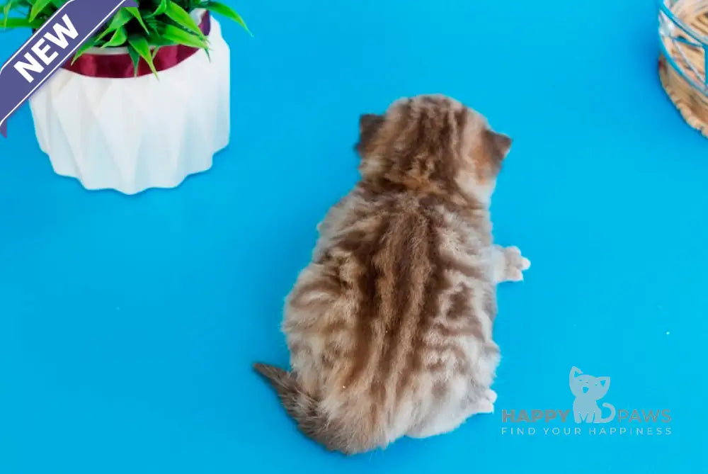 Kelly British Shorthair female chocolate tabby live animals