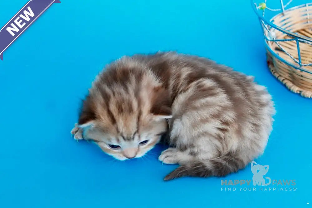 Kelly British Shorthair female chocolate tabby live animals