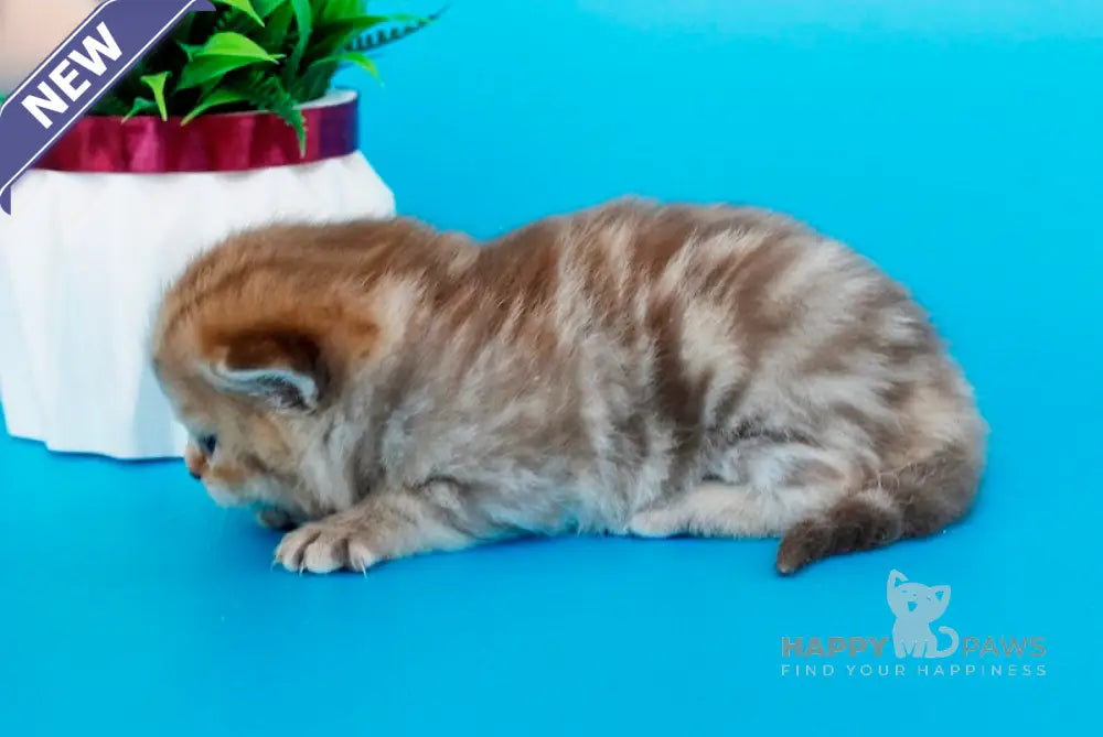 Kelly British Shorthair female chocolate tabby live animals