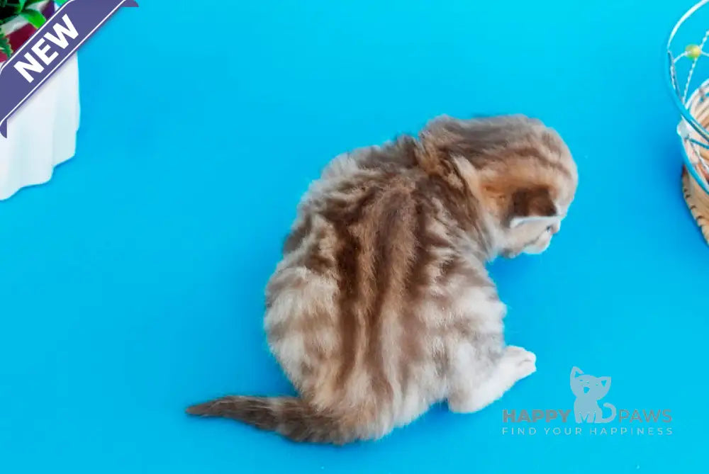 Kelly British Shorthair female chocolate tabby live animals