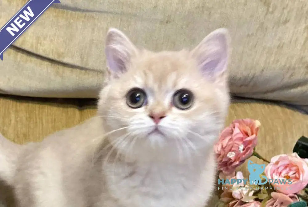 Kelly British Shorthair male lilac golden shaded live animals