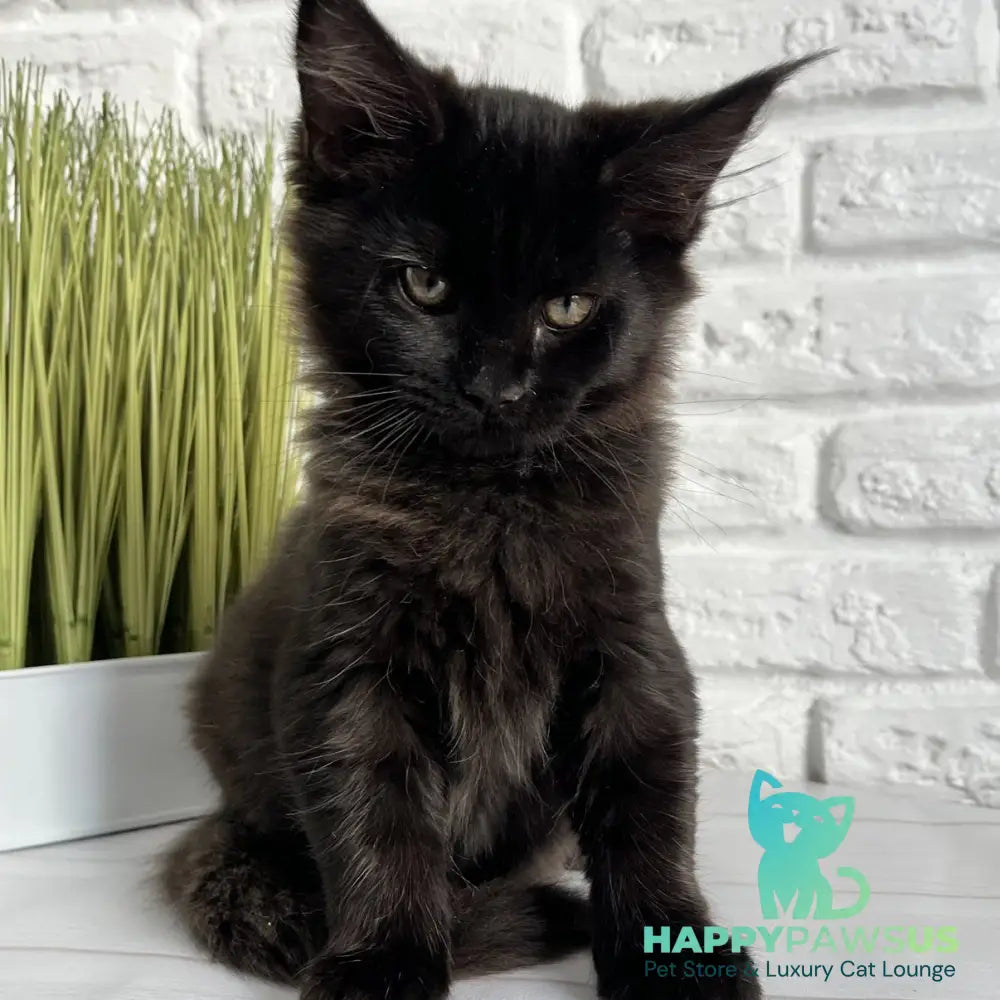 Kelly Maine Coon female black - live animals