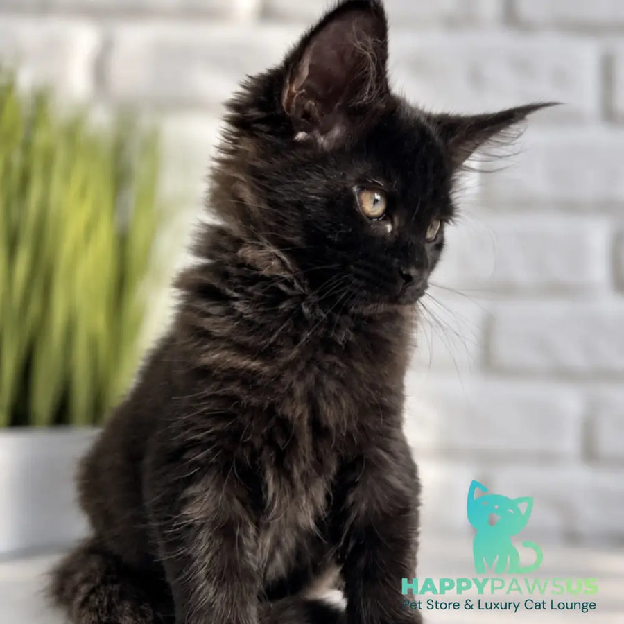 Kelly Maine Coon female black - live animals