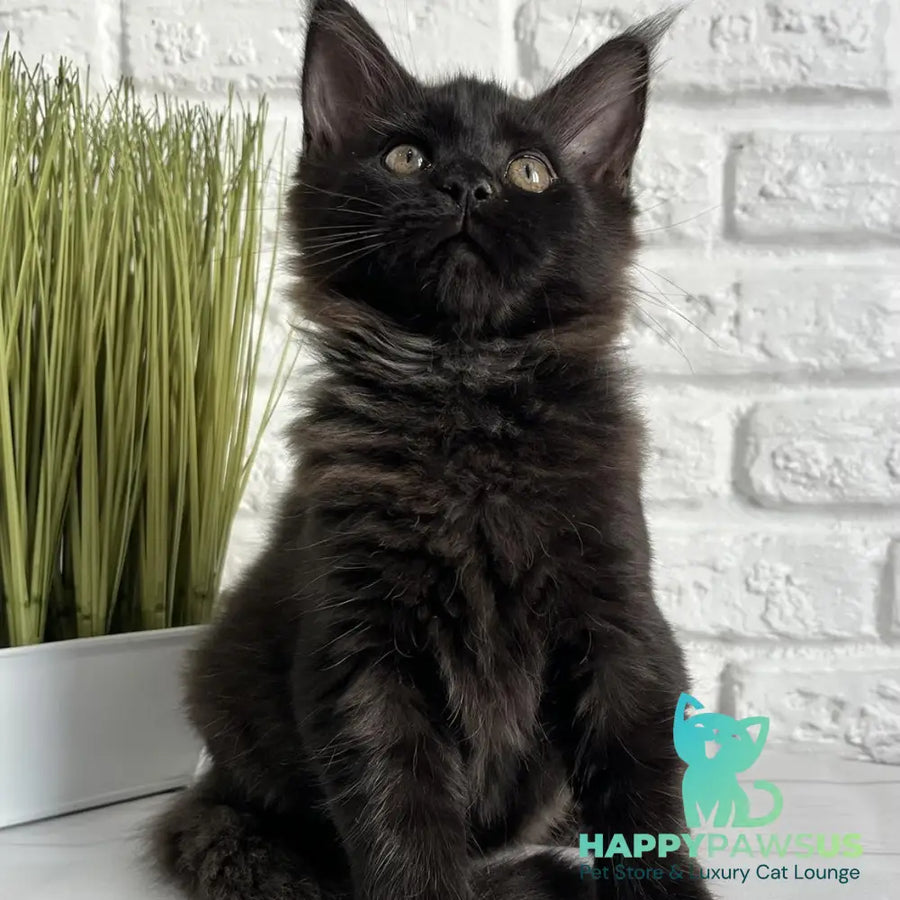 Kelly Maine Coon female black - live animals