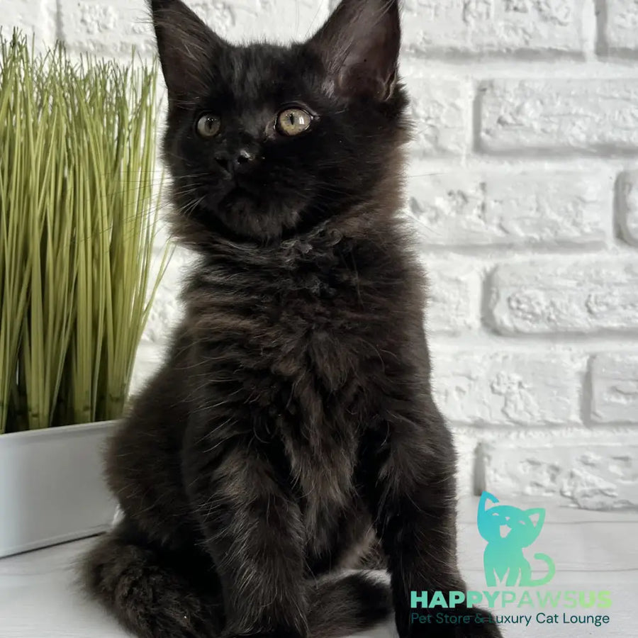 Kelly Maine Coon female black - live animals