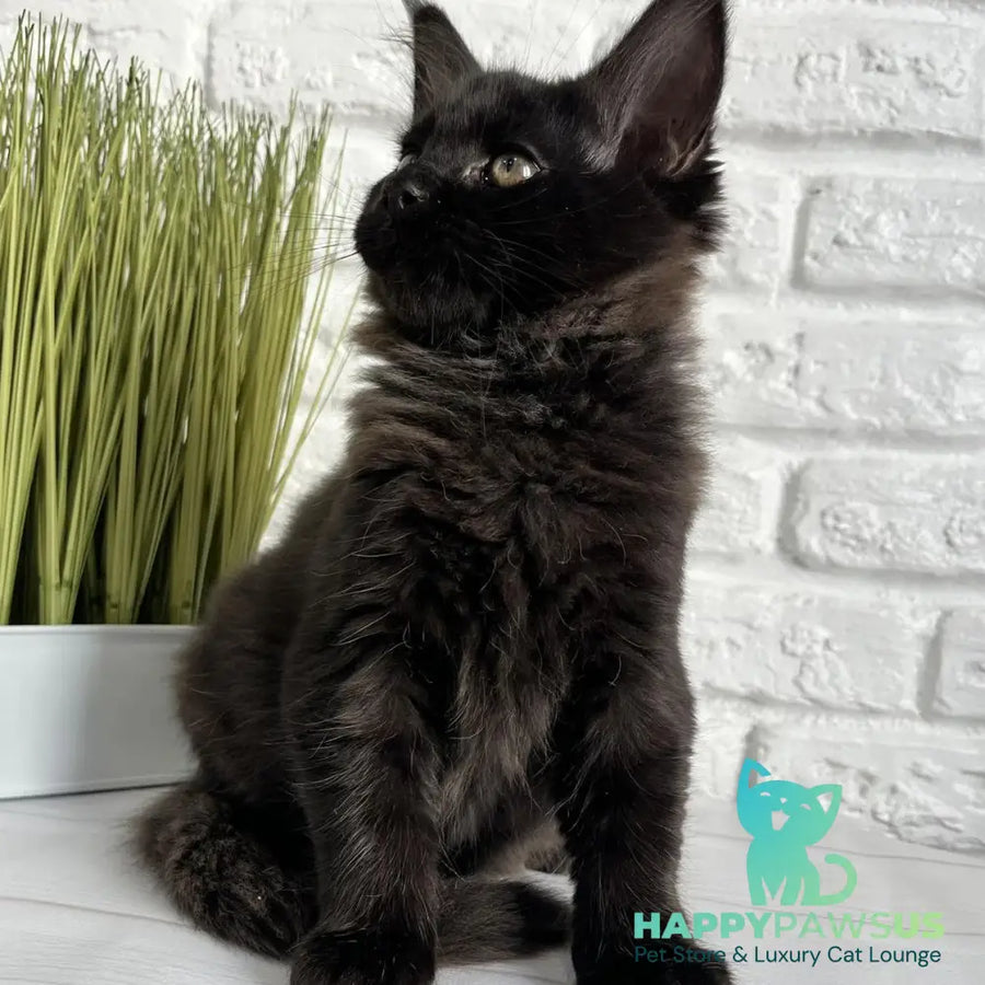 Kelly Maine Coon female black - live animals