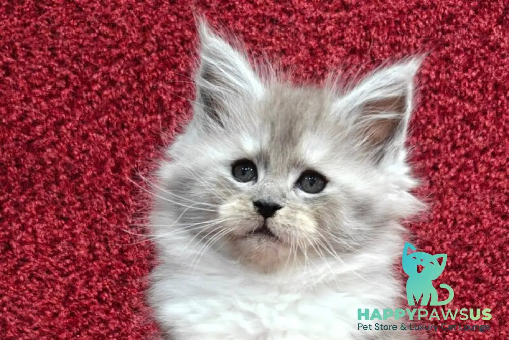 Kelly Maine Coon female black silver with white live animals