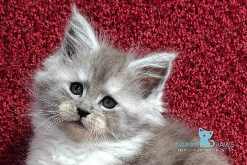 Kelly Maine Coon female black silver with white live animals