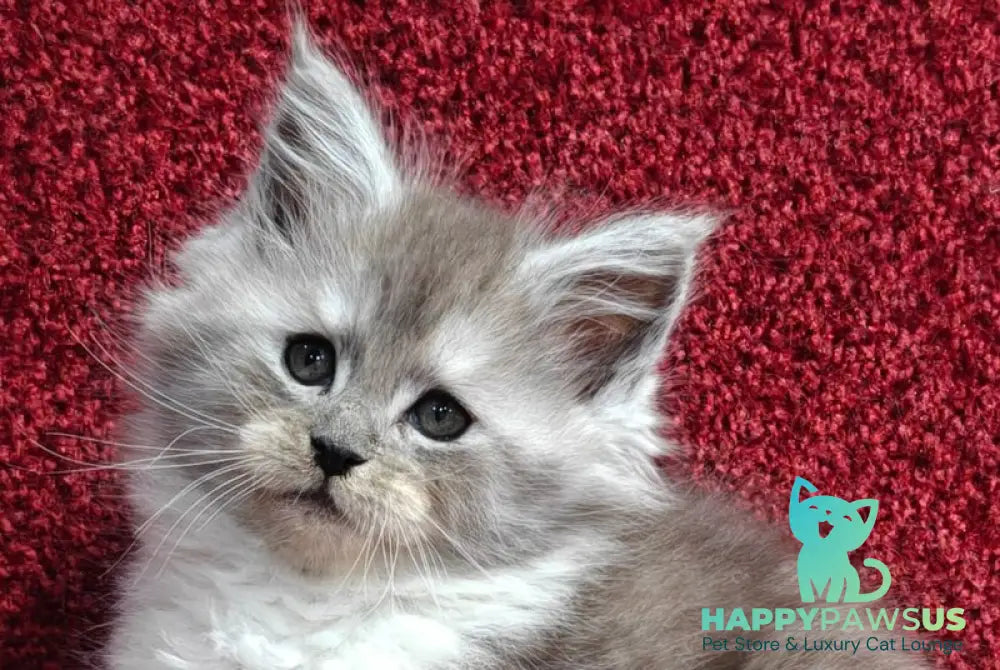 Kelly Maine Coon female black silver with white live animals