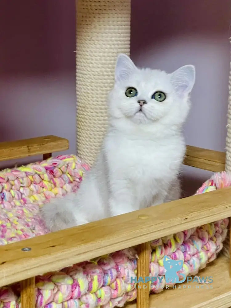 Kelly Scottish Straight female black silver shaded live animals