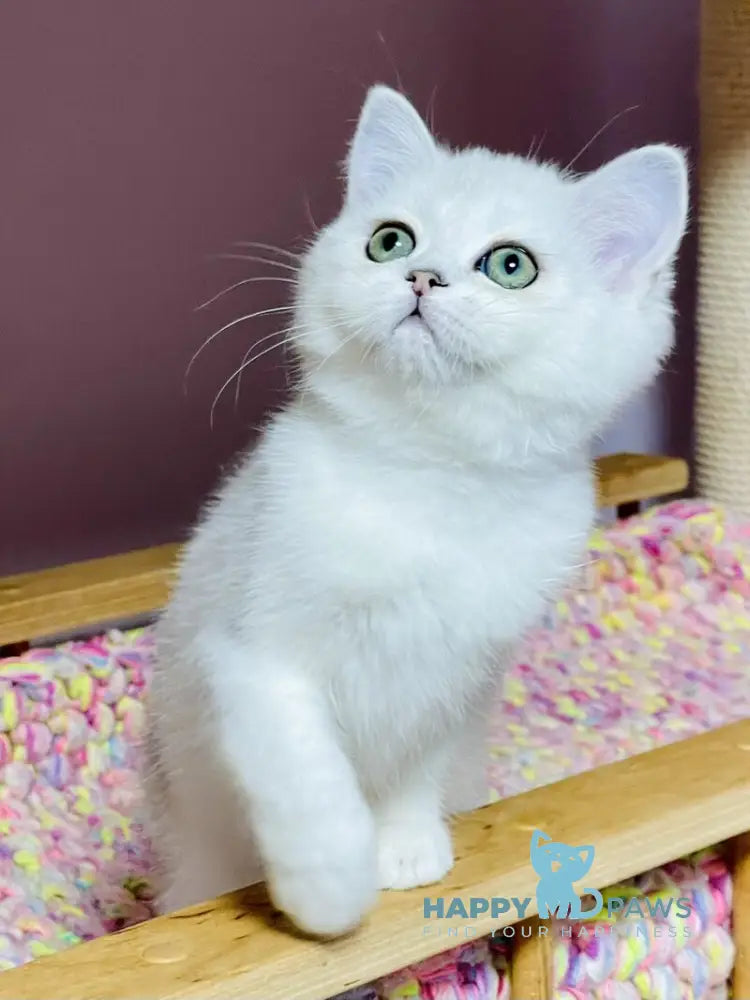 Kelly Scottish Straight female black silver shaded live animals