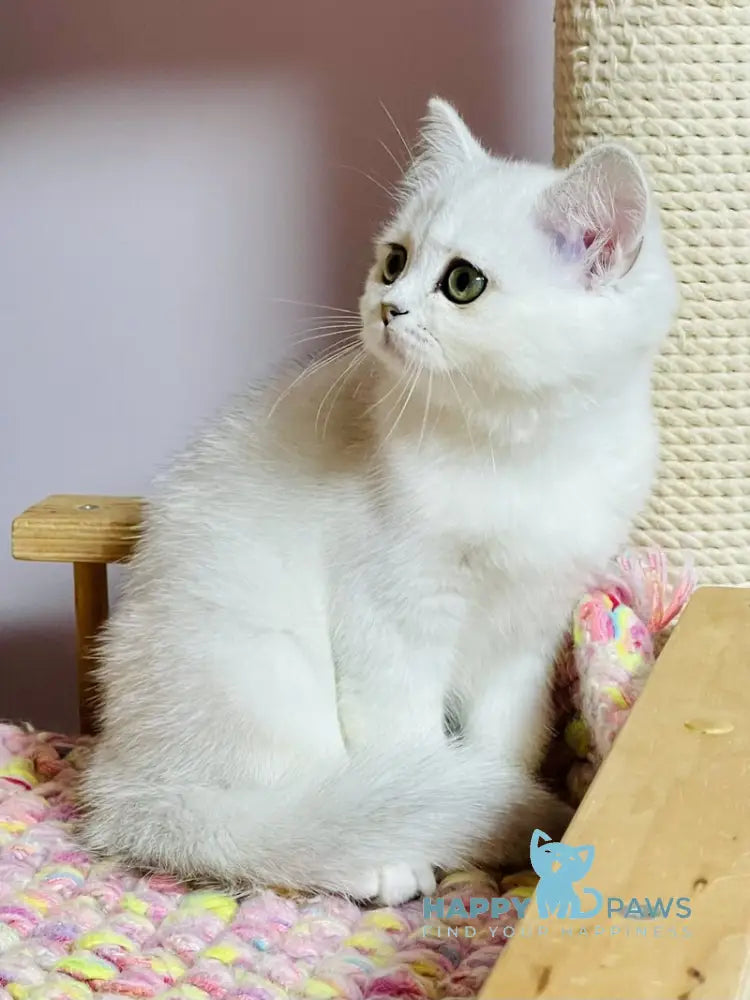 Kelly Scottish Straight female black silver shaded live animals