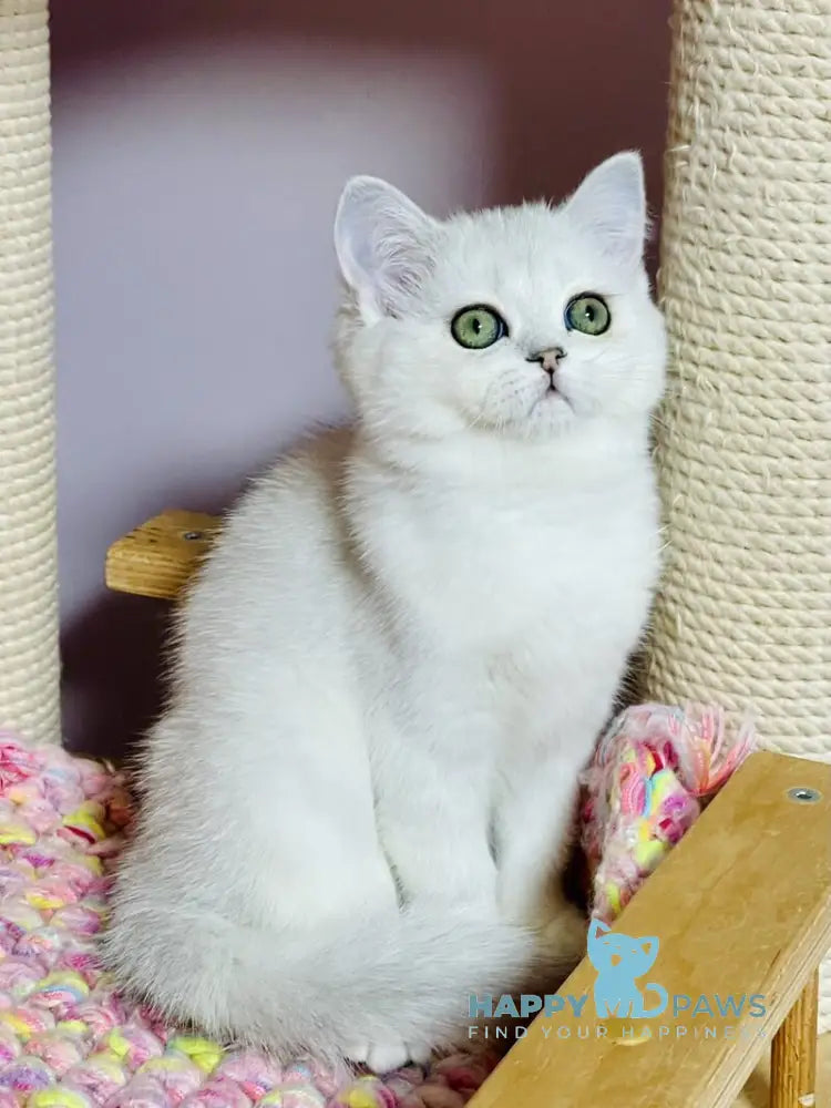 Kelly Scottish Straight female black silver shaded live animals