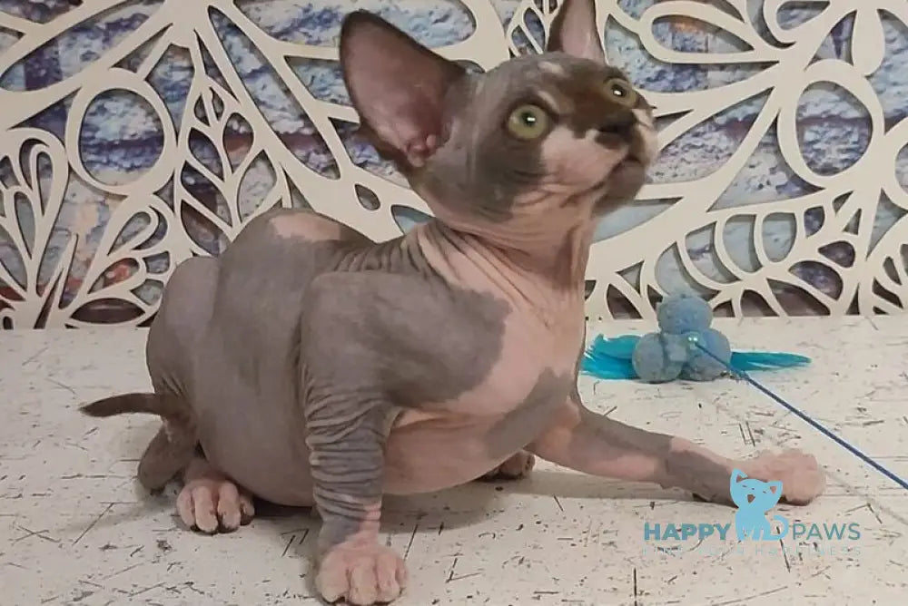 Kelvin Canadian Sphynx male black bicolour live animals