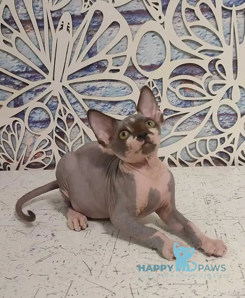 Kelvin Canadian Sphynx male black bicolour live animals
